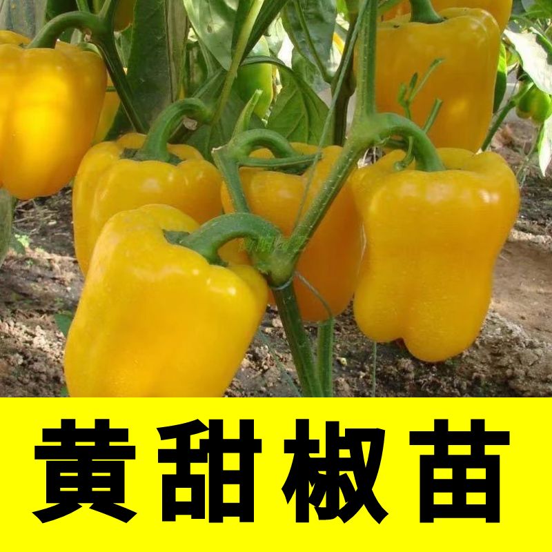 黄色甜椒苗子灯笼辣阳台四