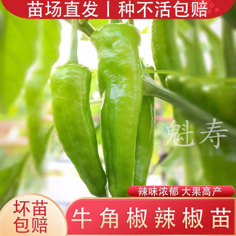 特大牛角椒种子苗秧辣籽青