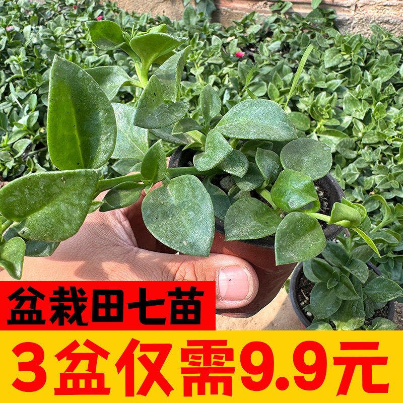 田七盆栽秧苗四季种植人参