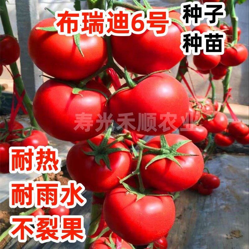 大红番茄种子西柿籽中苗抗