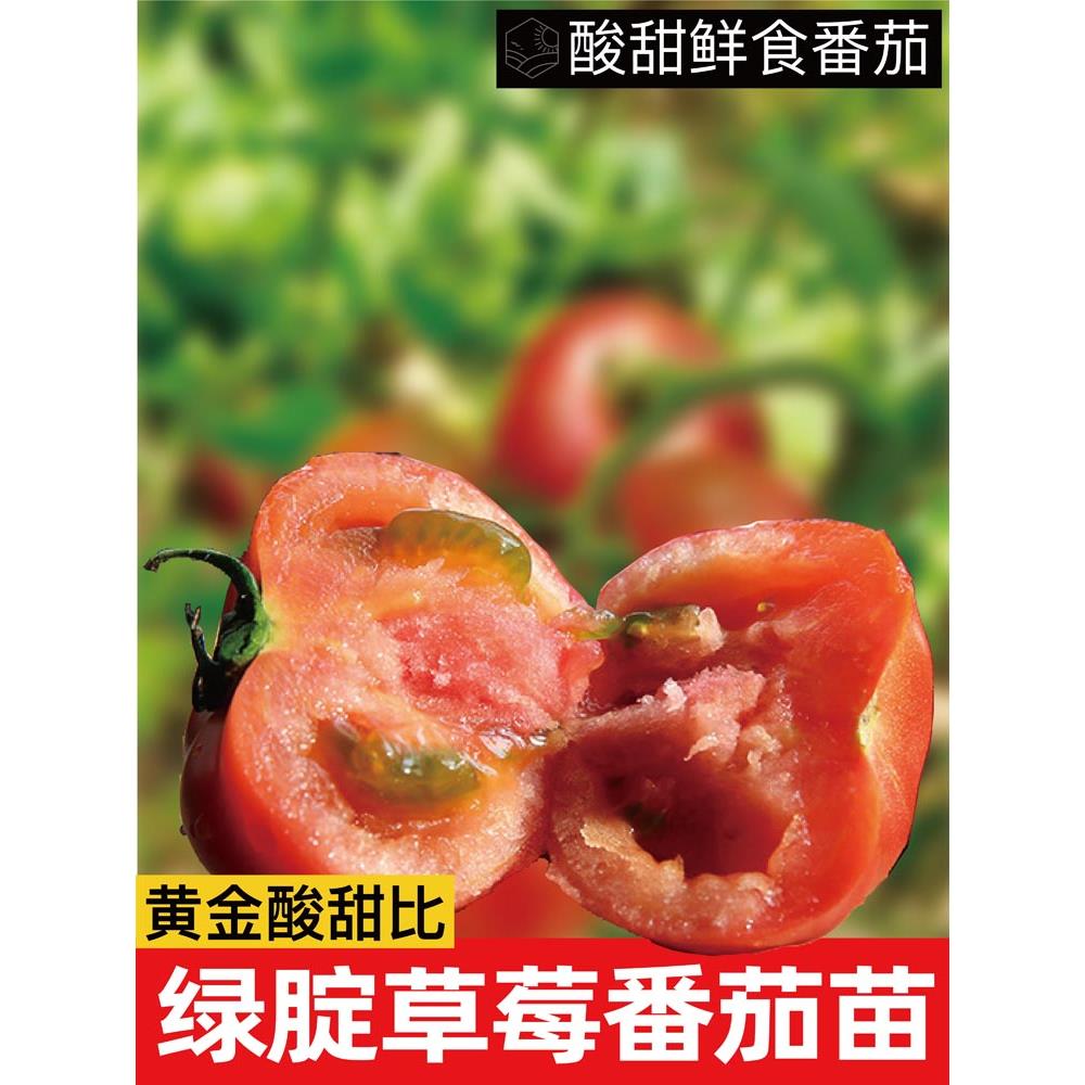 绿腚草莓番茄苗大中小果铁
