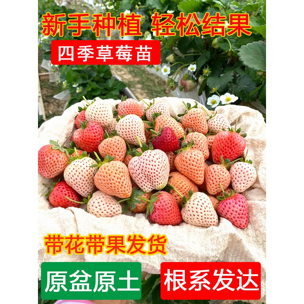草莓苗四季盆栽食用奶油白