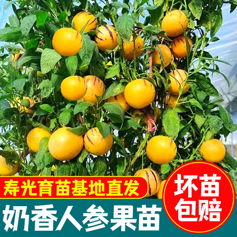 人参果苗盆栽带室内阳台庭