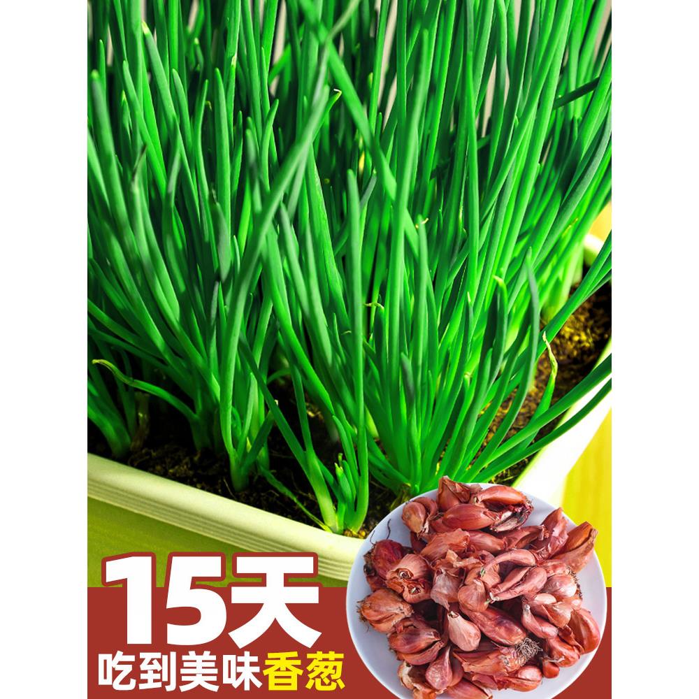 葱种孑四季小香子头苗火红