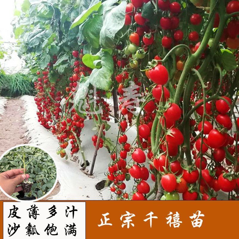 正宗千禧小番茄苗秧超甜圣