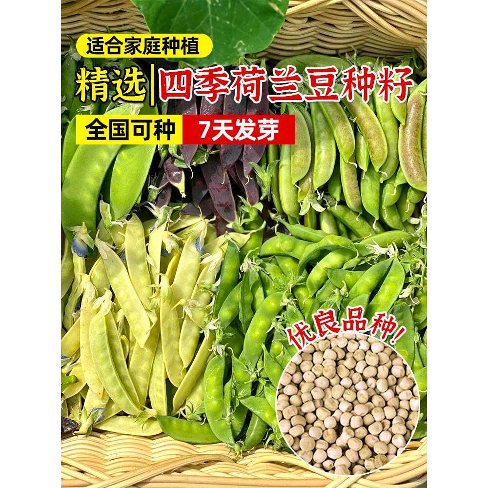 荷兰豆种籽子何孑高产四季