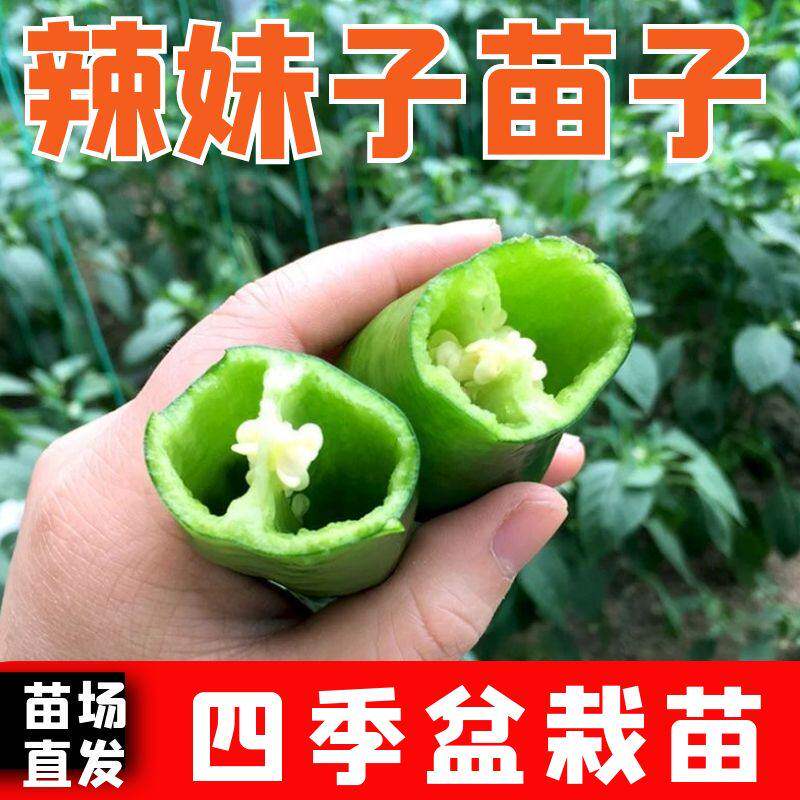 辣妹子苗高产椒农家春季四