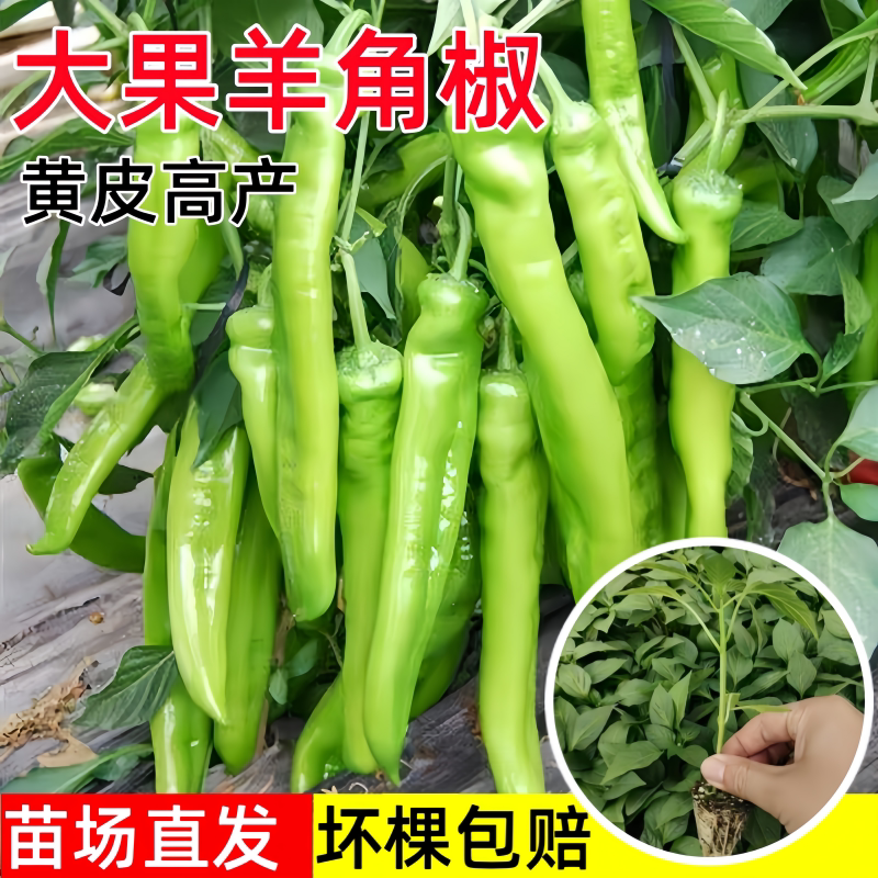 羊角椒辣苗秧高产大果尖子