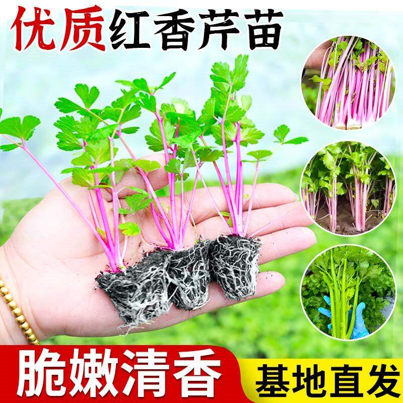 四季紫红芹菜苗秧水果小香