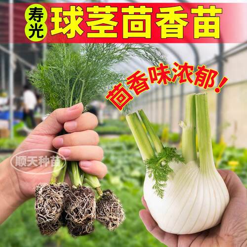 山东寿光多茬采收球茎茴香