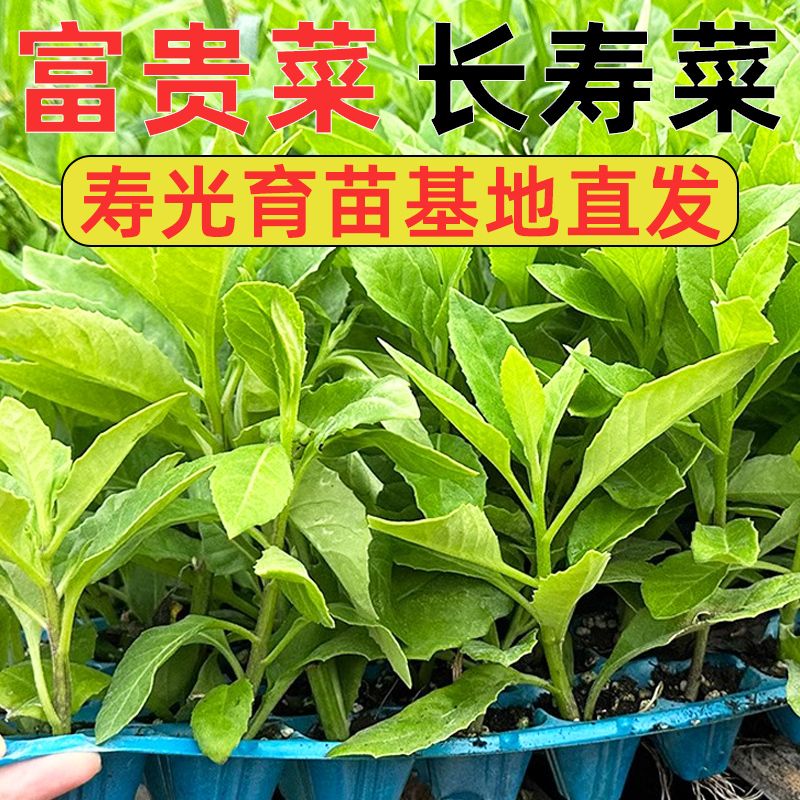富贵菜苗长寿草明月盆栽白