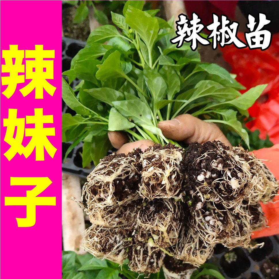 正宗特辣妹子青红两用椒苗