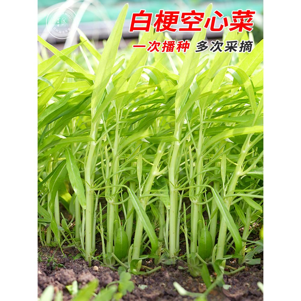 白梗骨柳叶空心菜种子籽三