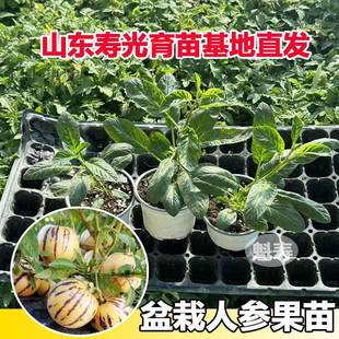 正宗人生果苗大果人参果种苗黄心黄果人参果黄心果果四季蔬菜秧苗