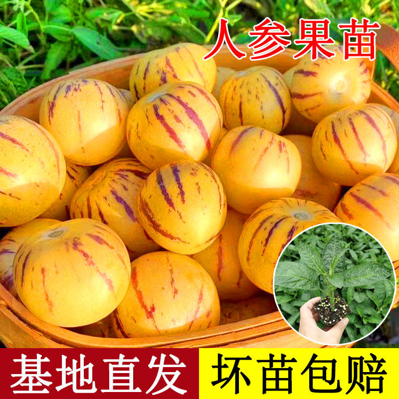 人参果树苗生四季结盆栽水