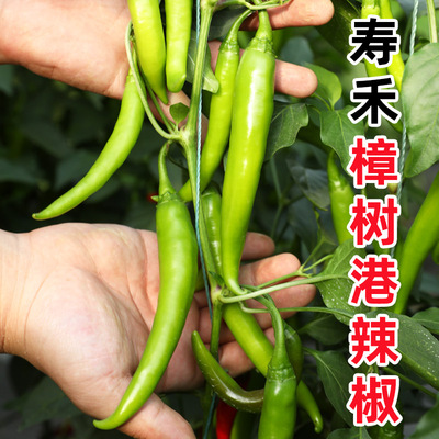 正宗樟树港辣椒种子四季苗