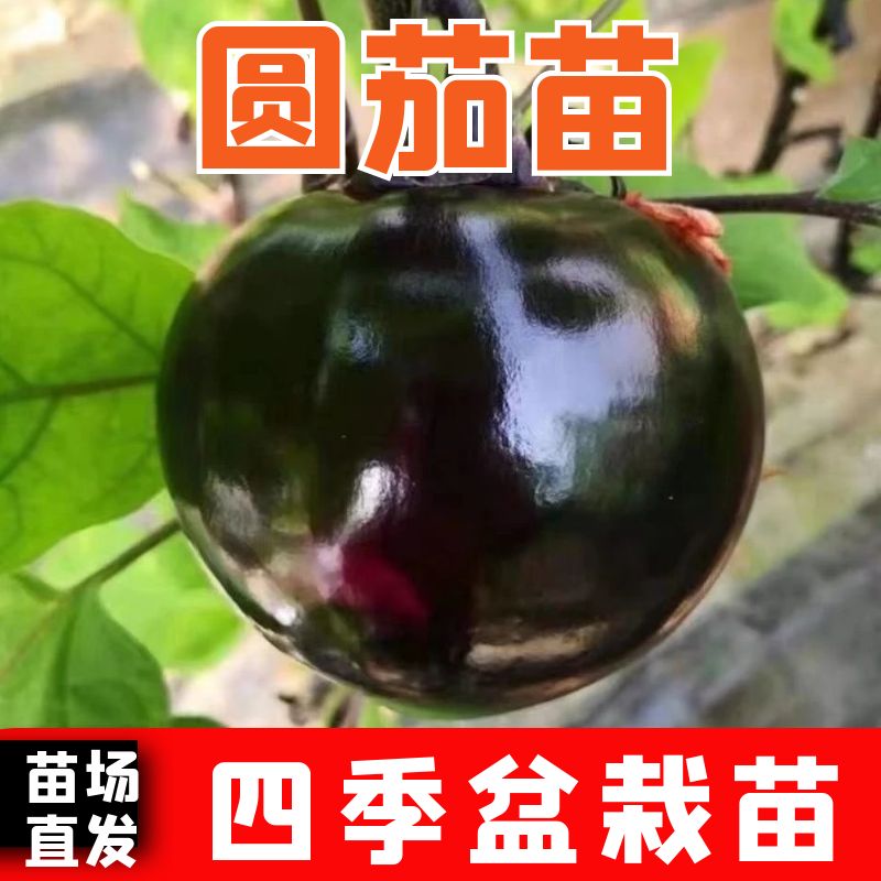 圆茄苗子圆茄秧苗四季蔬菜苗