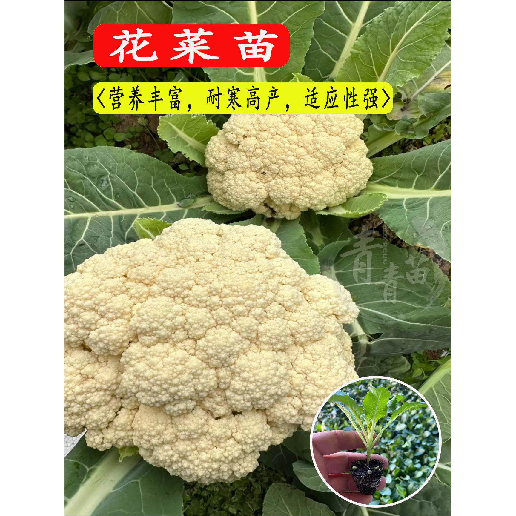 白花菜秧苗牛心羽衣紫甘蓝