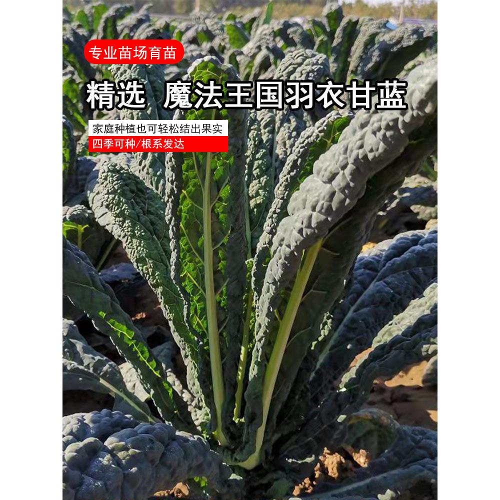 魔法王国羽衣甘蓝种子苗叶