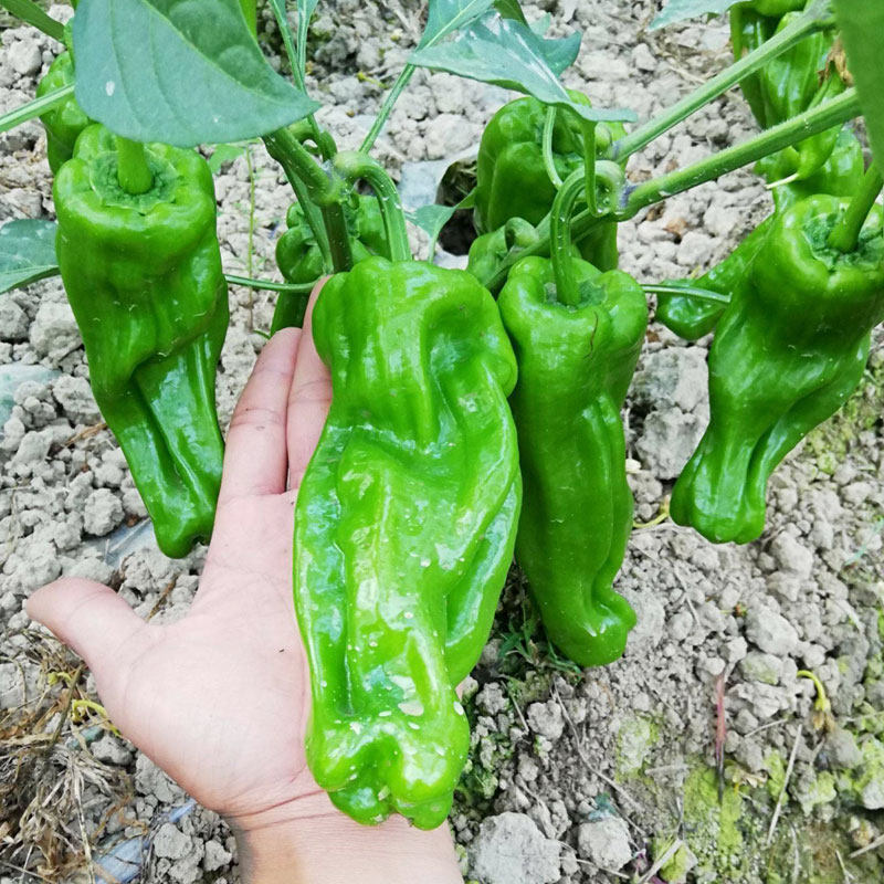 软皮泡椒种子籽孑薄辣苗青