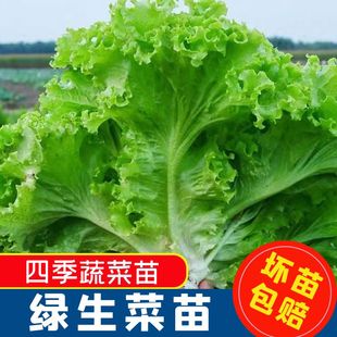 美国大速四季生菜苗子种苗大全春季夏季四季盆栽菜秧蔬菜秧苗种苗