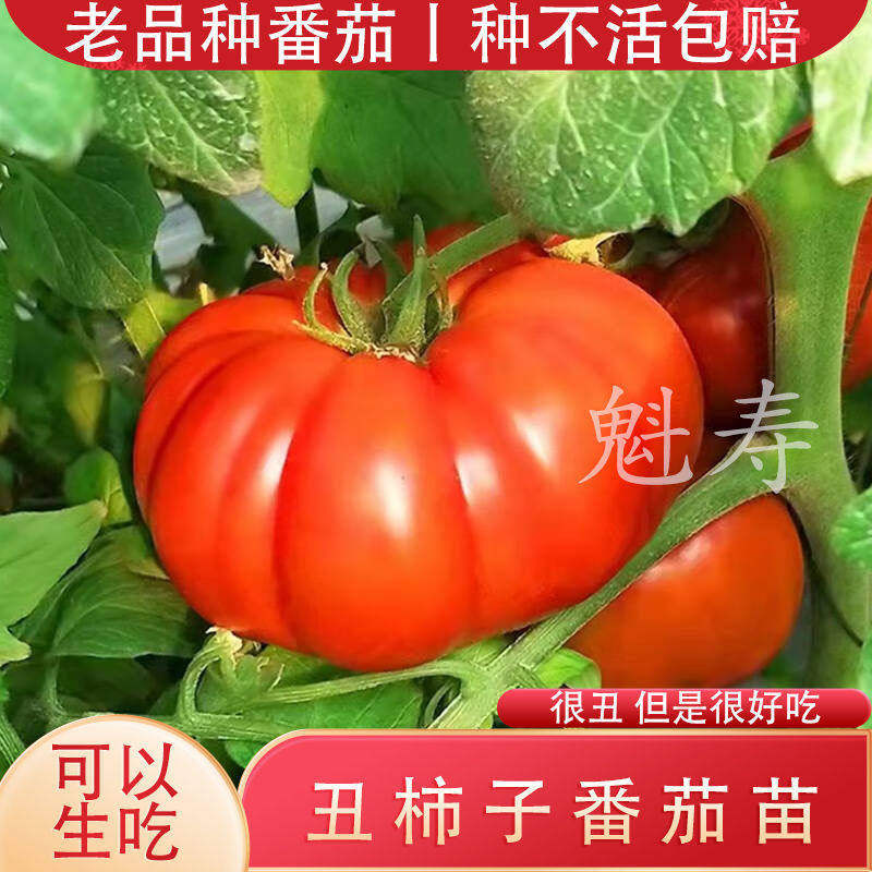 老品种牛排番茄秧苗马蹄子