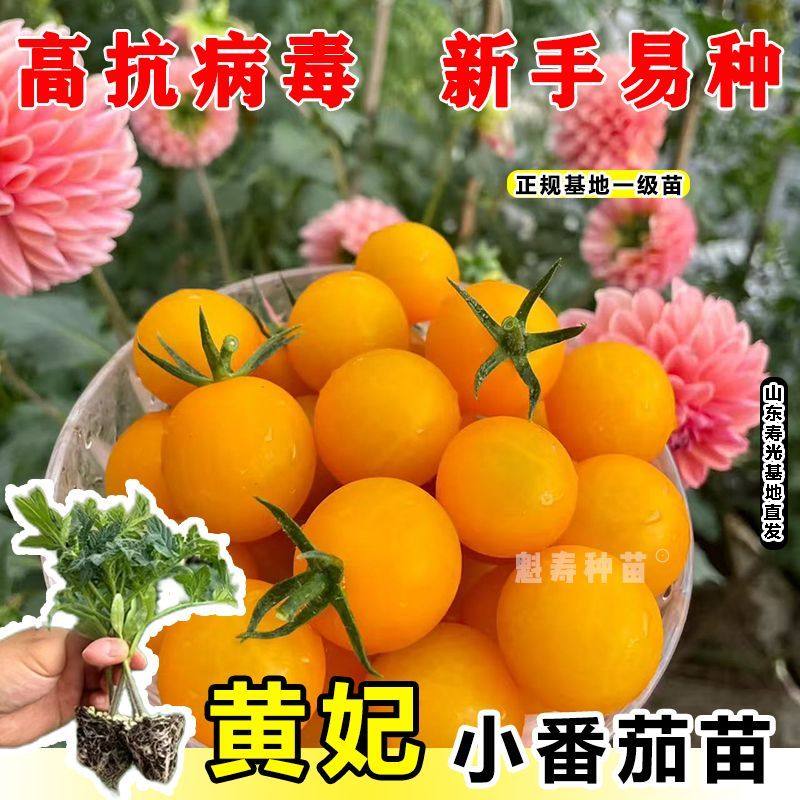 黄妃樱桃番茄秧苗西红柿种