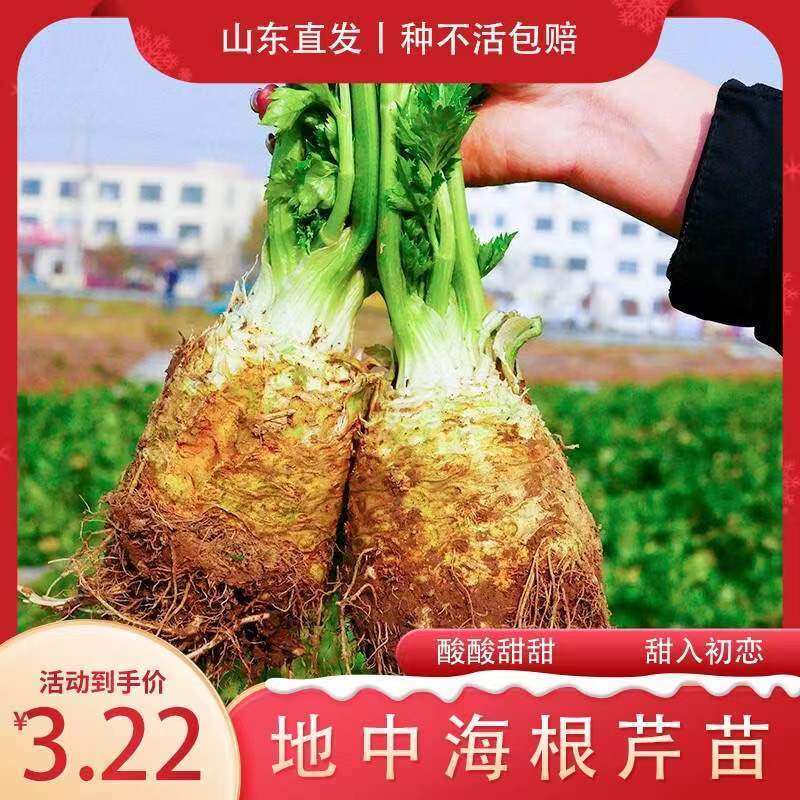 地中海根芹苗秧种子耐寒热
