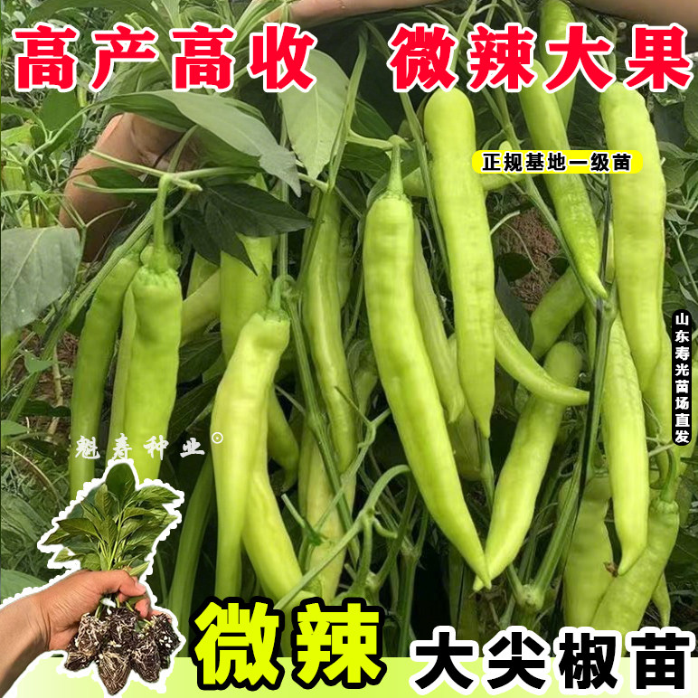 高产辣椒苗四季种尖子微蔬