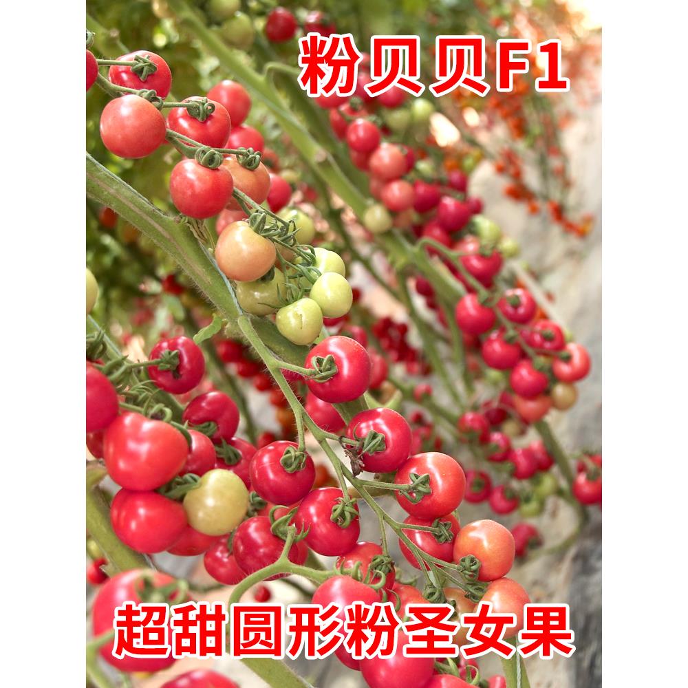 粉贝圣女果种子籽苗小番茄