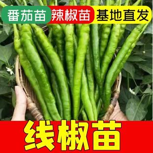 线椒苗子种苗孑苗辣椒四季苗籽种苗海椒秧蔬菜南方线山东秧苗大全