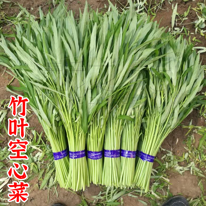 台湾竹叶空心菜种子四季蔬