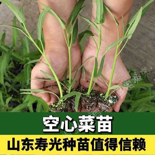 空心菜水培苗空心菜秧苗