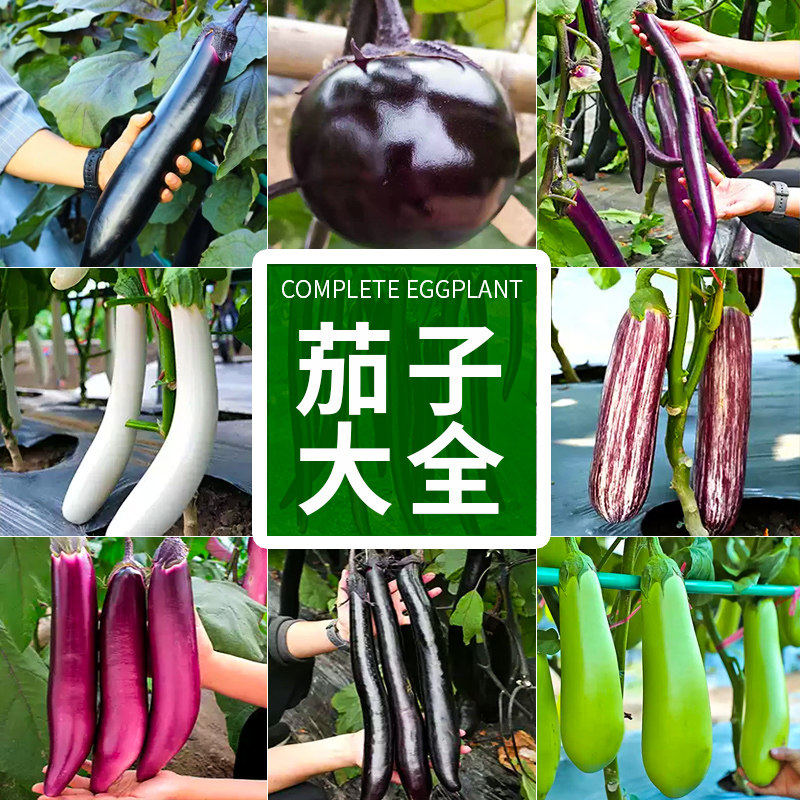 【茄子苗大全】龙长黑豹圆