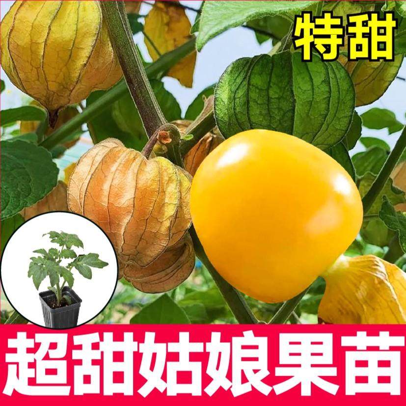 大果金姑娘秧苗四季阳台盆