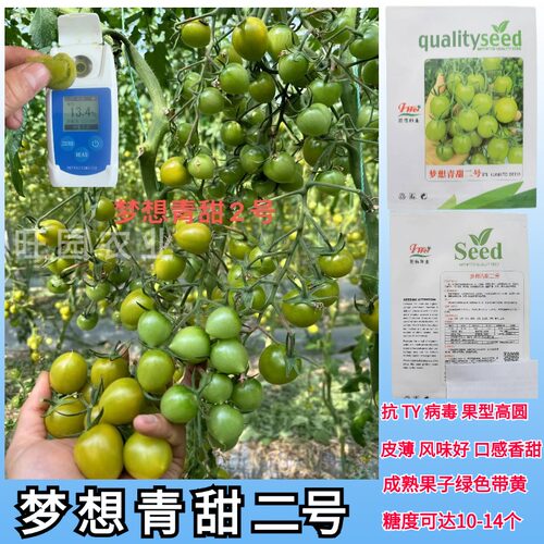 青甜二号小番茄种子绿圣女