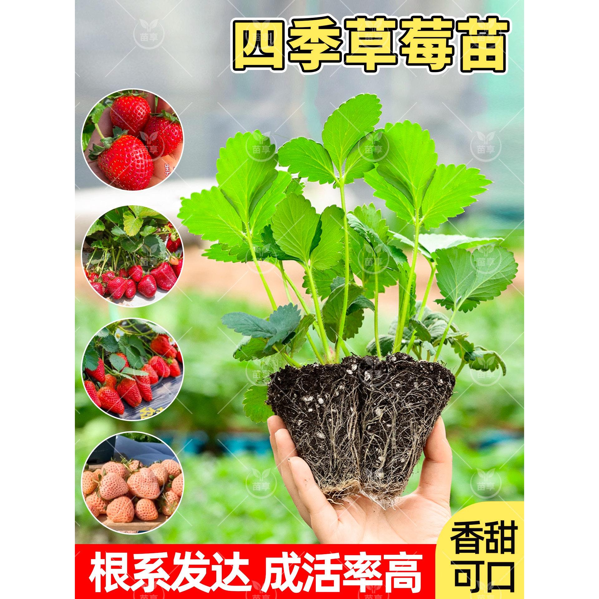带土四季奶油穴盘草莓苗秧