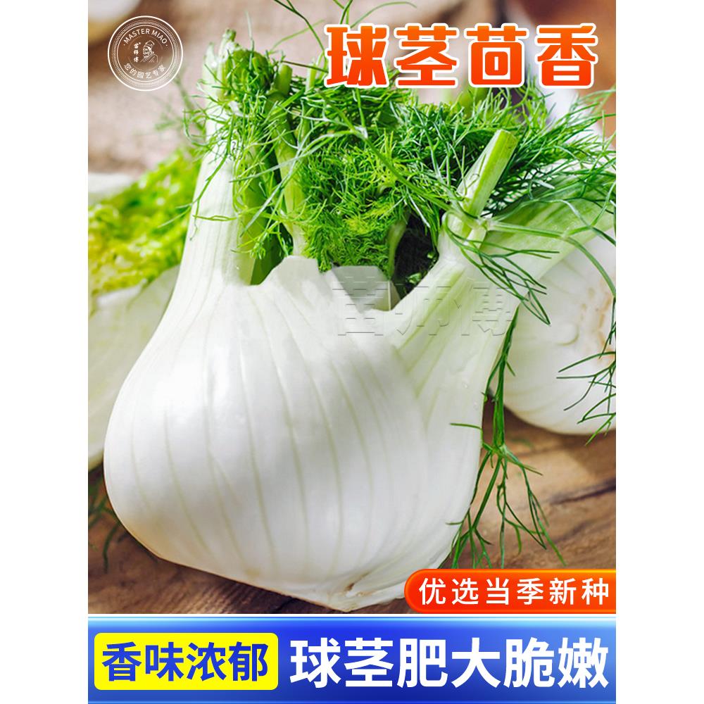 割茬球茎结茴香种子小叶籽