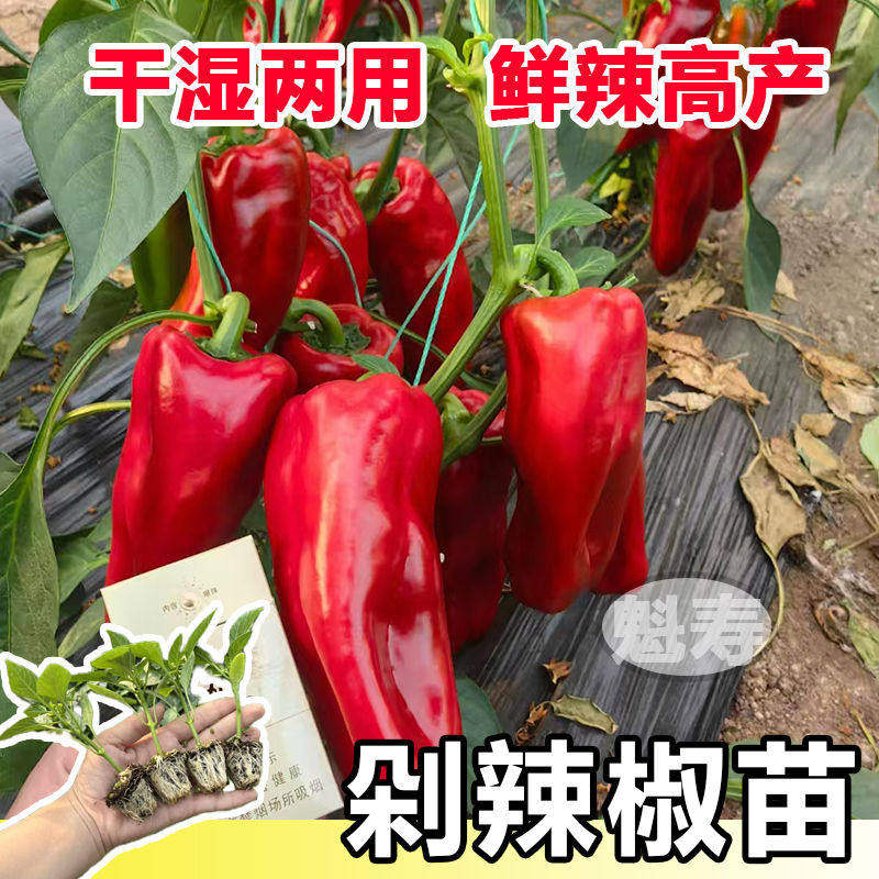 剁椒苗秧泡甜大红微辣厚皮