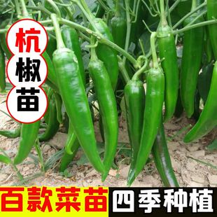 杭椒秧苗辣椒苗苗子蔬菜苗高产盆栽特辣春季 阳台线椒螺丝 青菜夏季