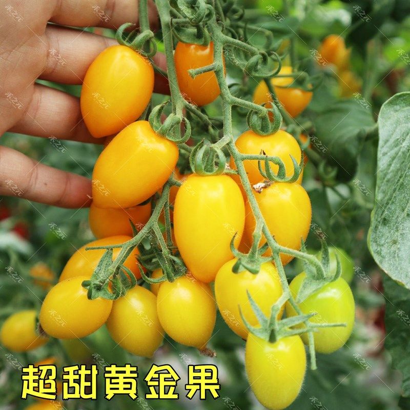 超甜黄金果樱桃番茄种子西