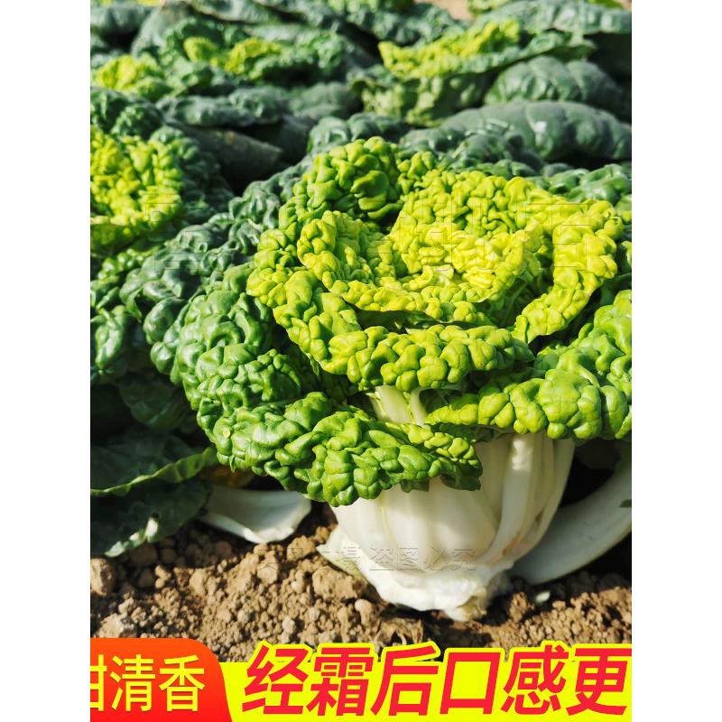 黄心菜种籽乌子塌卷窝春秋