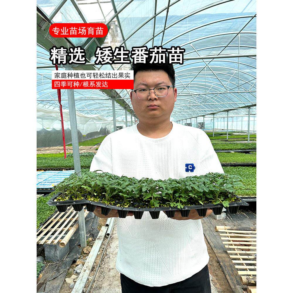 矮生盆栽番茄种子室内四季