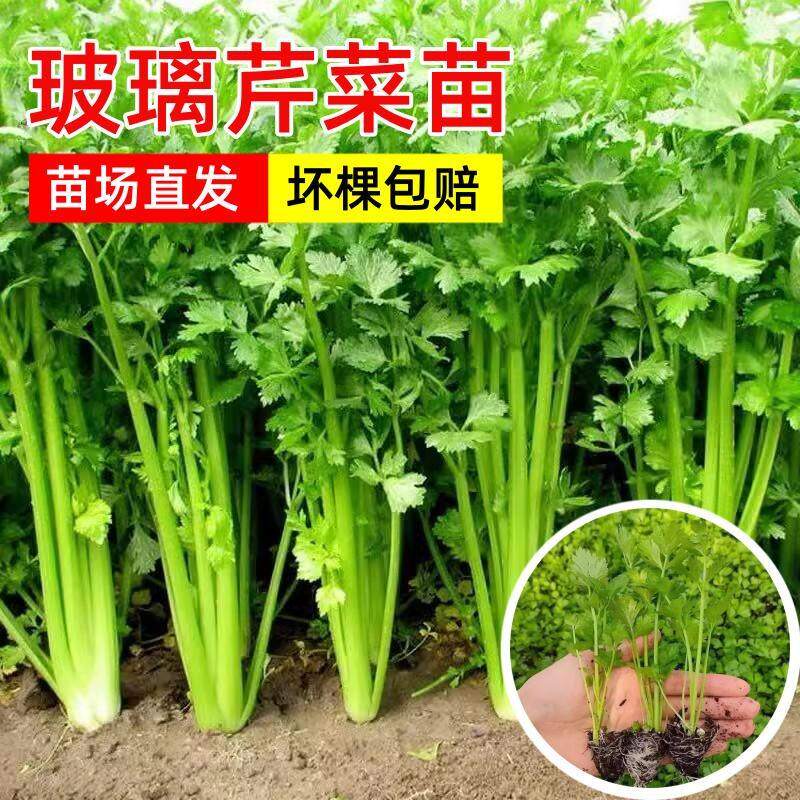 玻璃芹菜苗秧实心老品种山