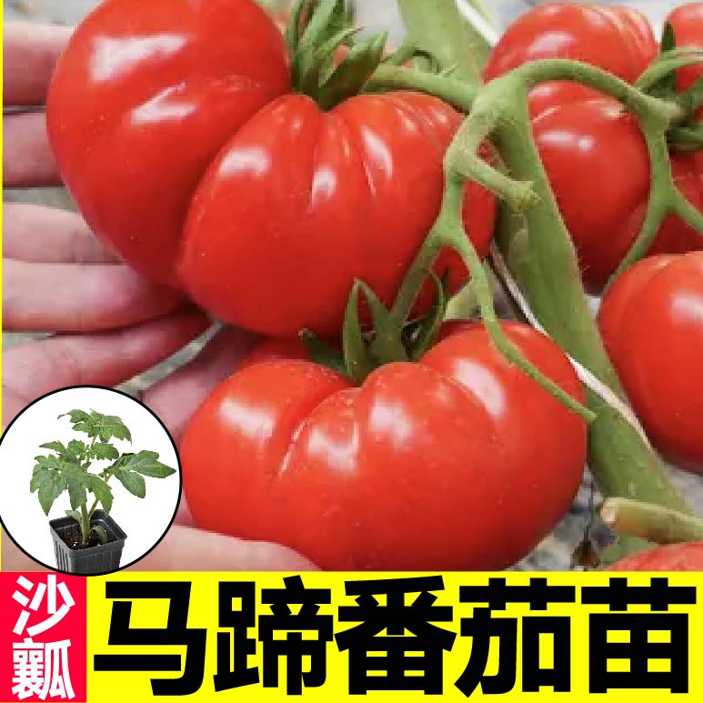 沙瓤爆甜老品种马蹄番茄苗