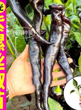 山东寿光紫螺丝椒苗秧紫黑色陇椒辣椒种子四季阳台黑妃朝天椒杭椒