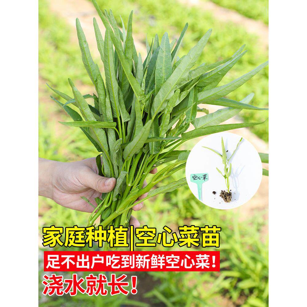 竹叶空心菜种子三叉苗四季