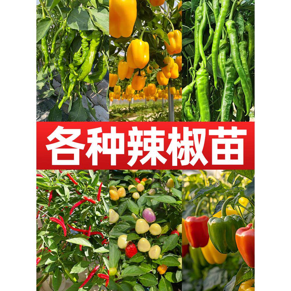 辣椒苗秧四季小米秋冬广东