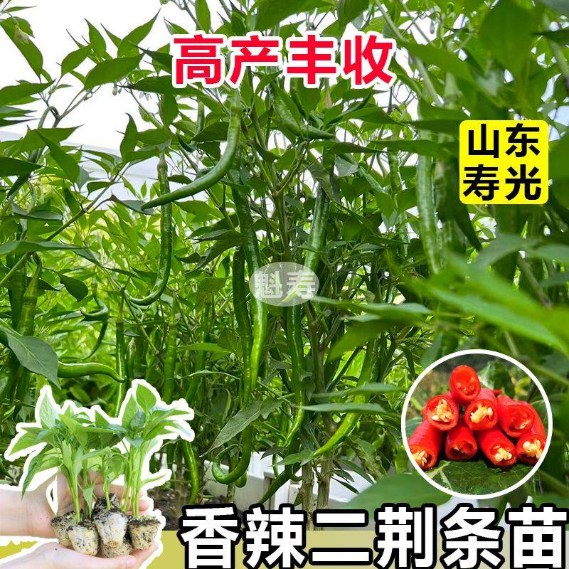 又长辣二荆条苗秧正宗四川