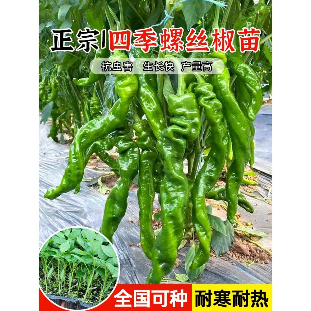 大果香辣螺丝椒苗秧线七彩